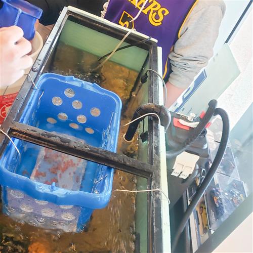 trout eggs in water tank